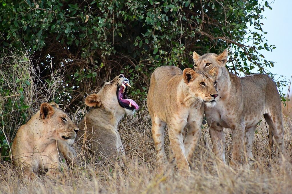 Tsavo East National Park